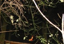 Brand eines Baumhauses